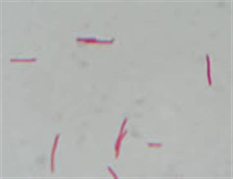 bacterial pathogen pronunciation station.